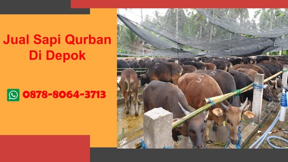 UNGGULAN, Jual Sapi Qurban Cinere Depok WA 0878-8064-3713. Ref: 61774