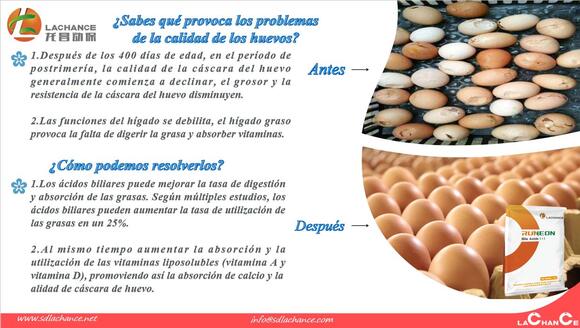 Los ácidos biliares mejoran la calidad de huevos - Mi actividad