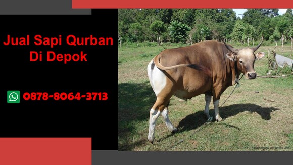 ｛WA 0878-8064-3713｝Jual Sapi Qurban Depok, Cilodong, Cimanggis, Cinere