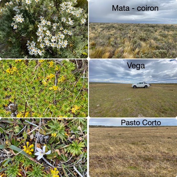 Tres formaciones vegetales típicas de los pastizales naturales en Magallanes, Chile. - Casos clínicos