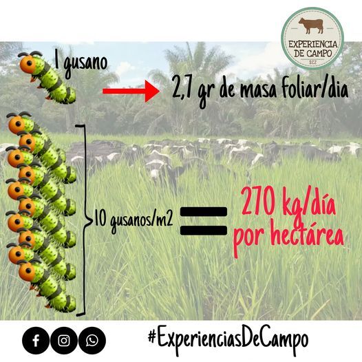 El Gusano De Las Pasturas - Casos clínicos