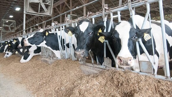 Holstein Heifer Cows - Clinical issues