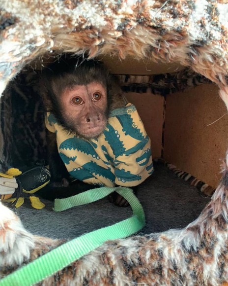 baby capuchin monkeys - Casos clínicos