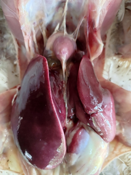Inclusion Body Hepatitis(IBH) problem in young Broilers - Clinical issues