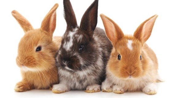 conejos - Casos clínicos