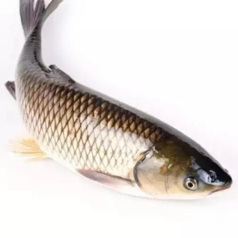 Grass carp - Clinical issues