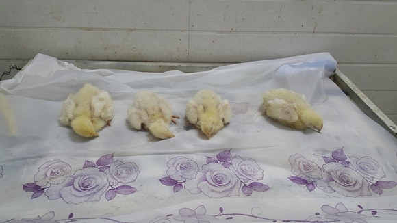 angara(hydropericard only)in 10 days old poultry - Clinical issues