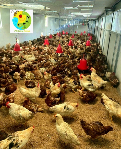Bio-secure Poultry Farm Rural Nepal - My activity