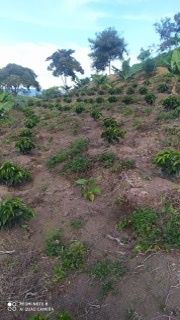 Plantación de café Caturra - Casos clínicos