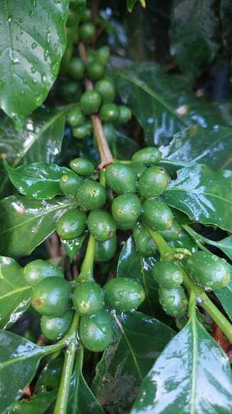 Producción de café con nutrición foliar - Casos clínicos