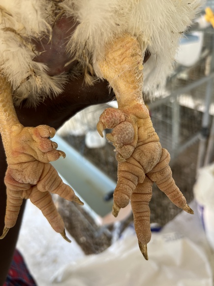 Extra development of digit 1 of metatarsus , broiler breeder - Clinical issues