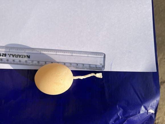 Shell-less egg with long shell membrane (tail) - Clinical issues