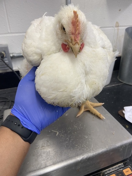 Inflammation of gizzard in large broiler birds - Clinical issues