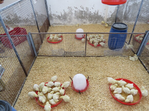 chicken trial house - Various