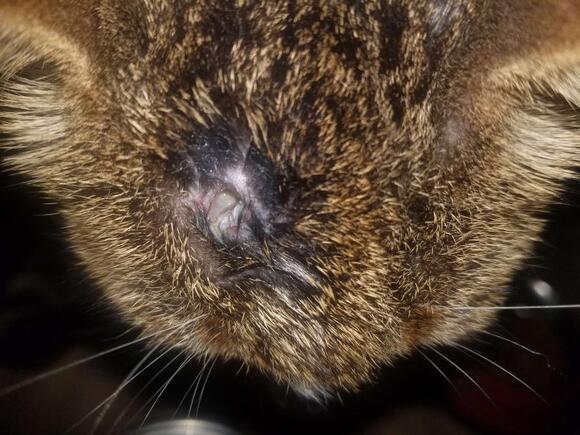 Gato con herida en la cabeza - Casos clínicos