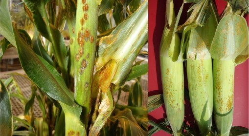 Cultivo de maíz afectado - Casos clínicos