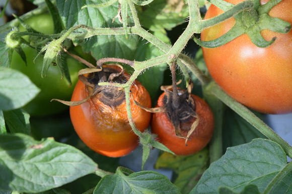 Alternaria Solani atacando peduculo y base del fruto de tomate - Enfermedades del Tomate (Patogenicas)