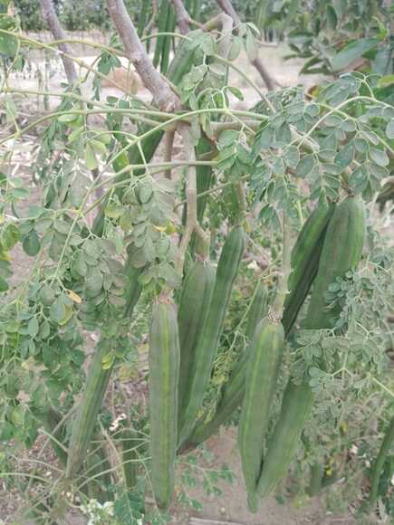 Cultivo de Moringa - angpipitahaya