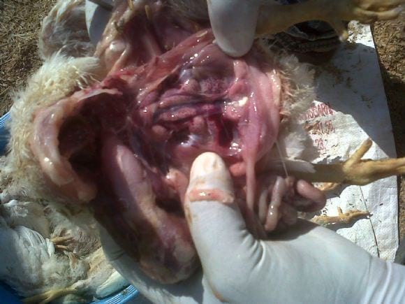 Kidney Nephrosis - gumboro 