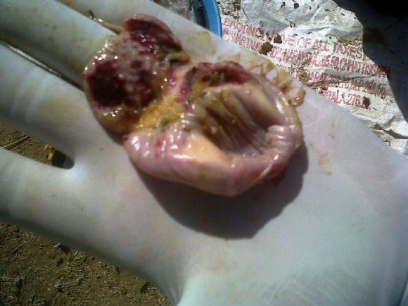 Proventricular Haemmorahges - gumboro 