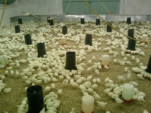Nave de producción de polla blanca - RUA