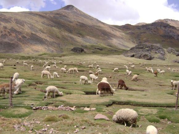 Pastoreo de alpacas - Camelidos Sudamericanos-Huancavelica-Perú