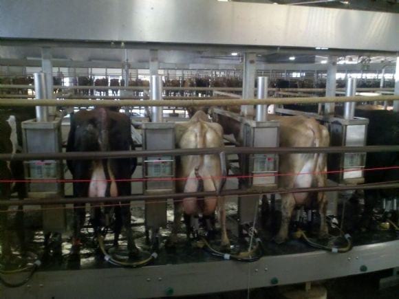 Carousel Milking Parlor. Ref: 22216