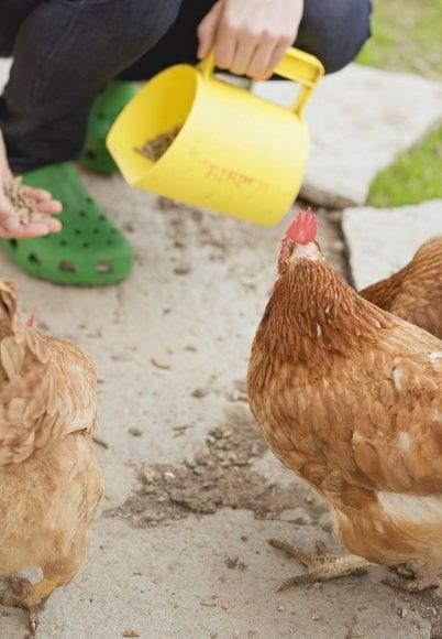 Feed Chickens with Feed pellets - Feed Pellets & Feed Pellet Machines