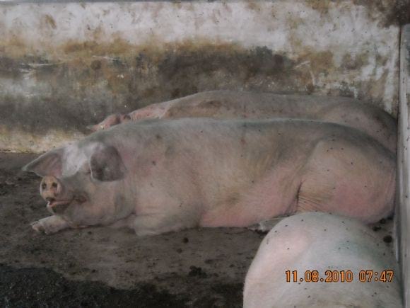 MARRANAS DE DESECHO
