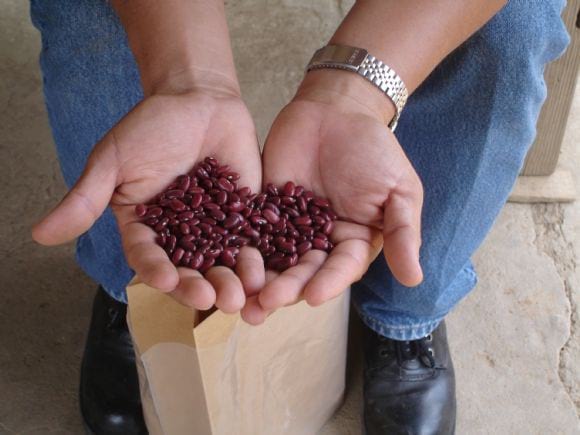 Colecta de frijoles criollos de color rojos nativos de Nicaragua - Colectas en Nicaragua