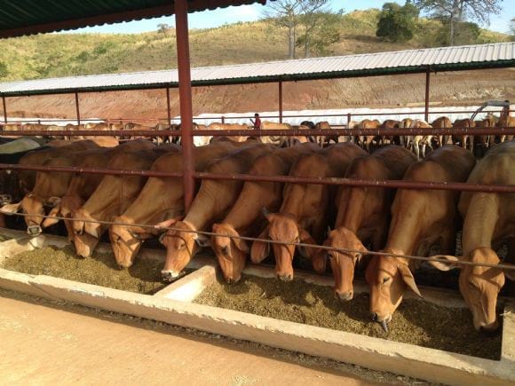 Feedlot - feed lot Agropecuaria EL CEDRO.