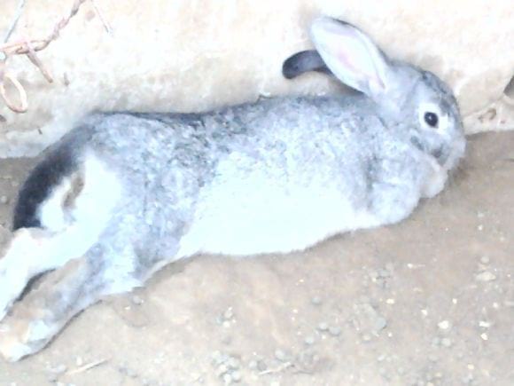 Conejos gris - SISTEMAS JAGO