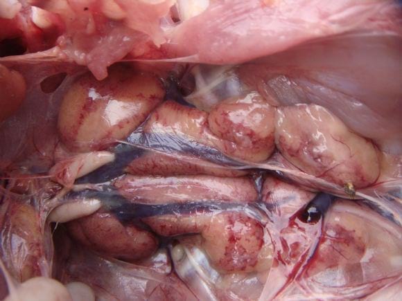 Marbling of kidney - Pale Liver Complaint