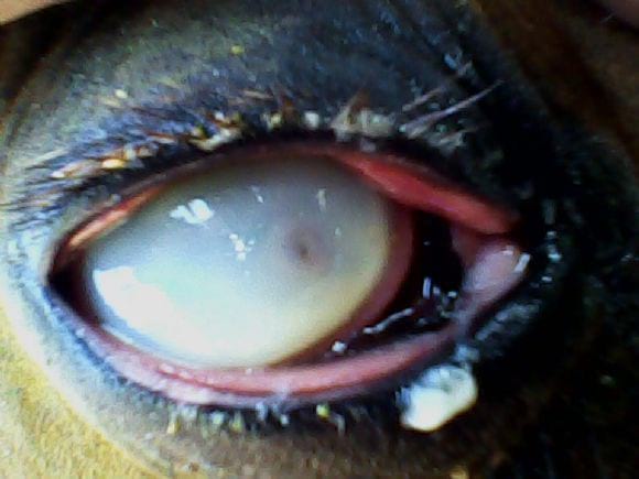 oveititis, keratomicosis o ulcera ocular ayuda - Varias