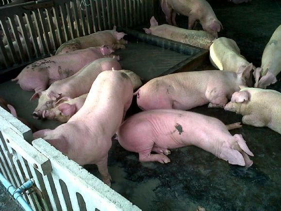 Swine in Singburi - Swine in Singburi