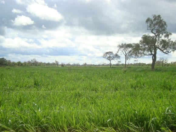 campos de pasturas TANZANIA - implantacion de propiedad ganadera