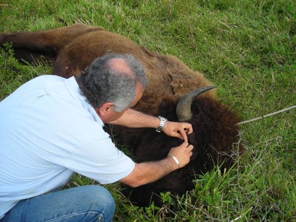 Revisión en ojos de bisonte - ACTIVIDADES EN CAMPO