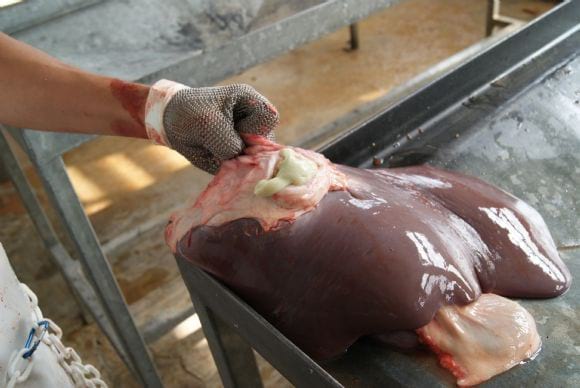 Tumor hepático de un bovino con clenbuterol - Aditivos alimenticios en la ganadería