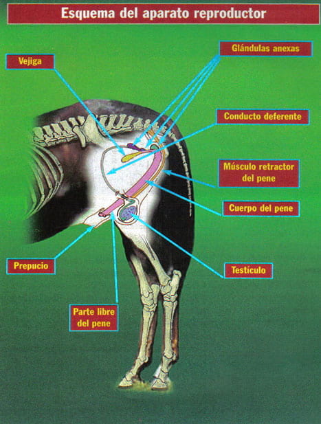 diagrama del sistema reproductivo del caballo macho