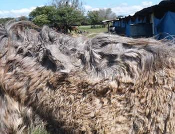 Síndrome de Cushing en Equinos Engormix