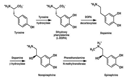 metabolismo de lipoproteinas hoja cheet