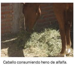 Suplementos para equinos - Engormix