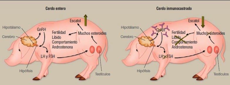 Cetosis en cerdos