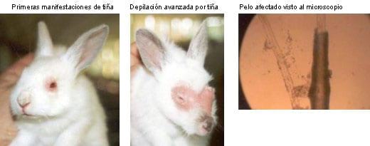 Besugo Bonito industria Pasteurelosis Del Conejo Sintomas. Engormix