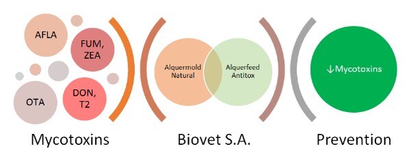 Alquermold Natural and Alquerfeed Antitox: technlogical innovation to prevent mycotoxicosis - Image 5