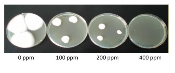 Alquermold Natural and Alquerfeed Antitox: technlogical innovation to prevent mycotoxicosis - Image 3