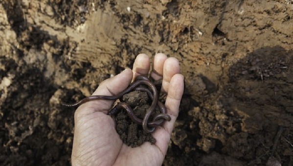 Argentina - Biodiversidad del suelo: base para la producción sostenible - Image 2