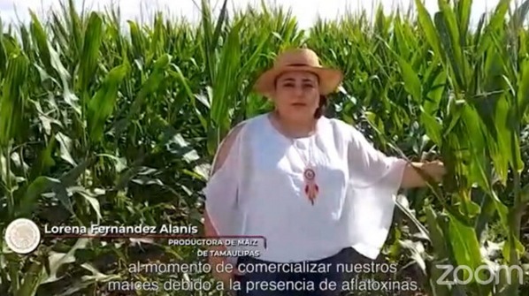 México - Sader promueve plan sustentable para cultivo de maíz blanco - Image 3