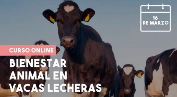 Curso Bienestar animal en vacas lecheras - Image 1