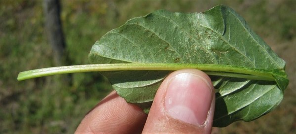 EE.UU. - Confirman resistencia de Amaranthus palmeri a glufosinato de amonio - Image 2